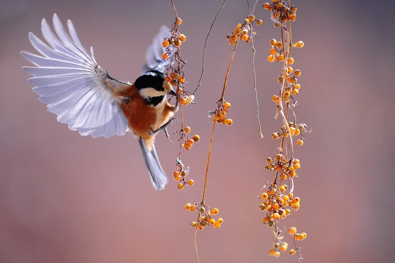 Titelbild: Die Bedeutung von Vogelbeobachtung für die Naturverbundenheit