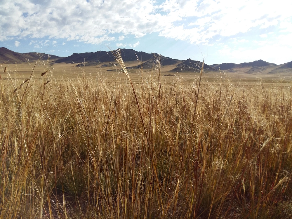 Gras