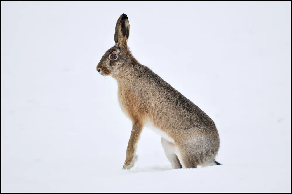 Hase