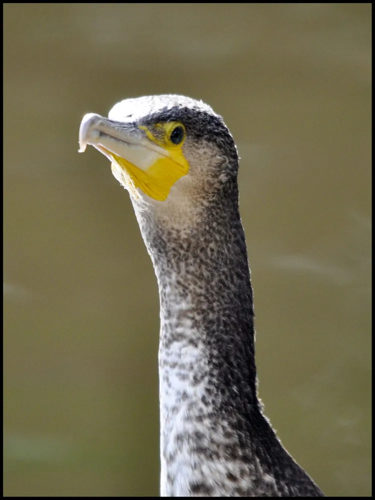 Kormoran