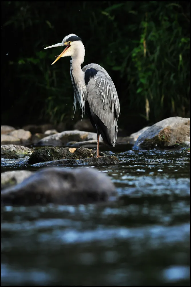 Reiher