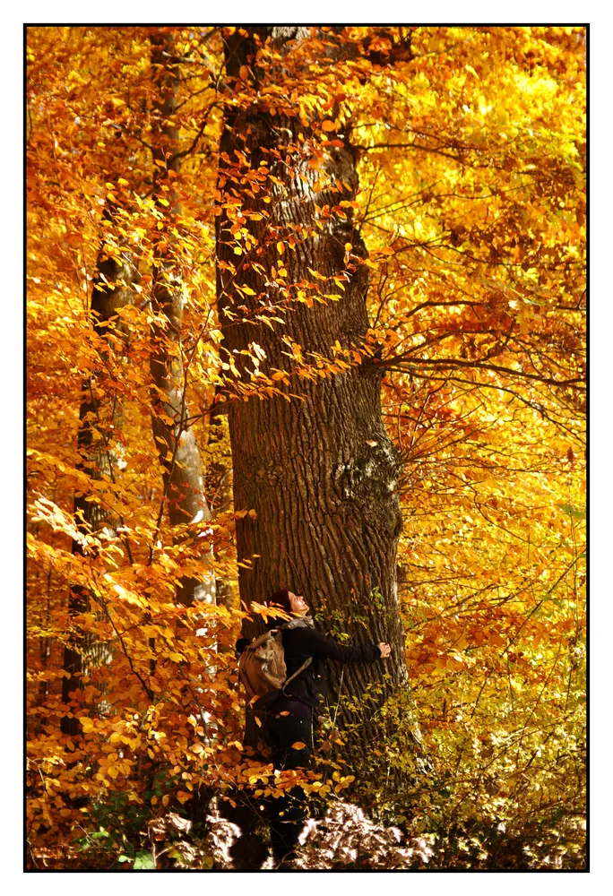Baum