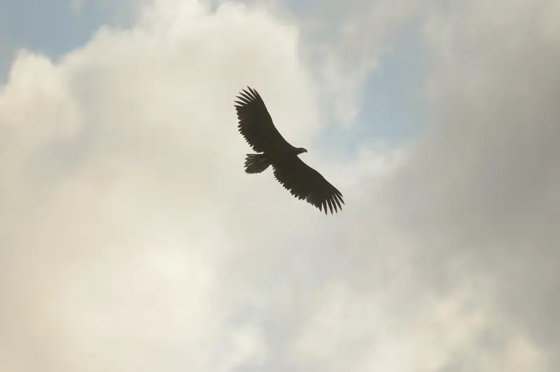 Vögel - mehr als Gesänge
