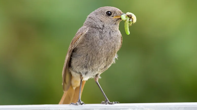 Vögel - mehr als Gesänge: Ausrüstungsliste