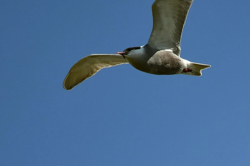 Die wunderbare Welt der Vögel: Ausrüstungsliste